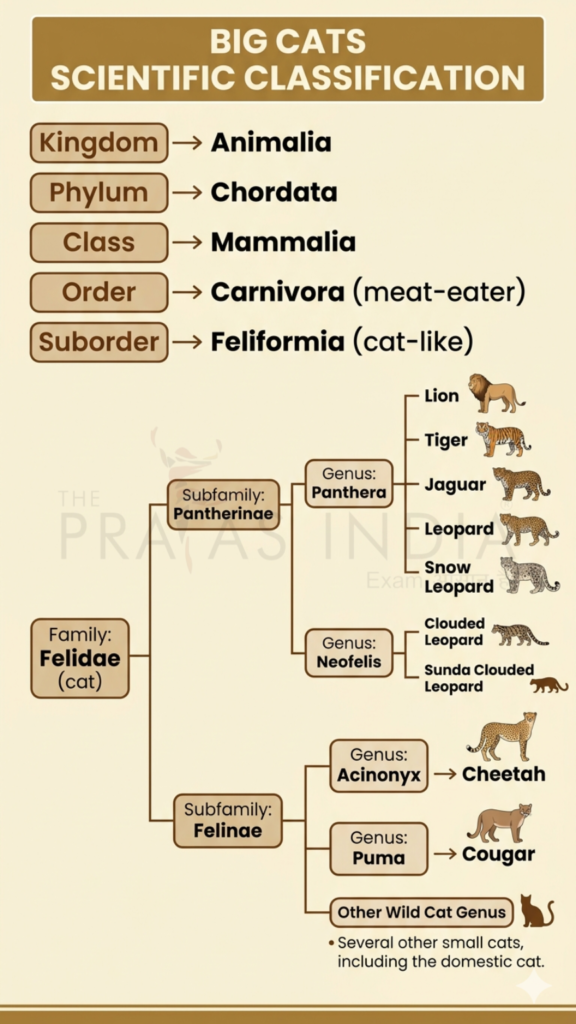 Big CAT Scientific Classification
